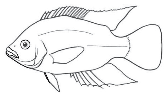 Familia Ciclidae_01.jpg